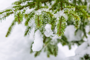 Kräuter Workshop "Wohltuendes aus dem Winterwald" in Versam (gdl_916802786_image)