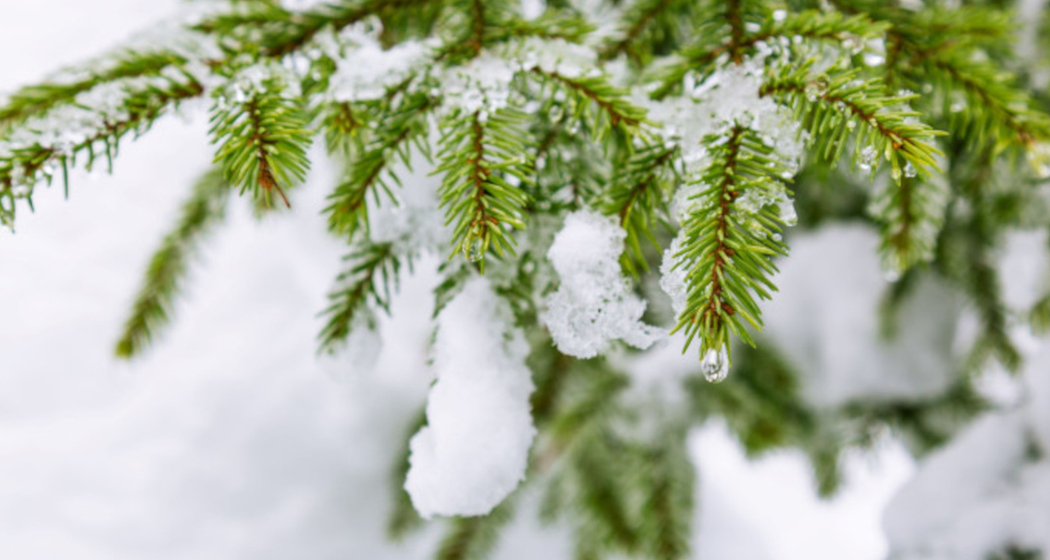 Kräuter Workshop "Wohltuendes aus dem Winterwald" in Versam (gdl_916802786_image)