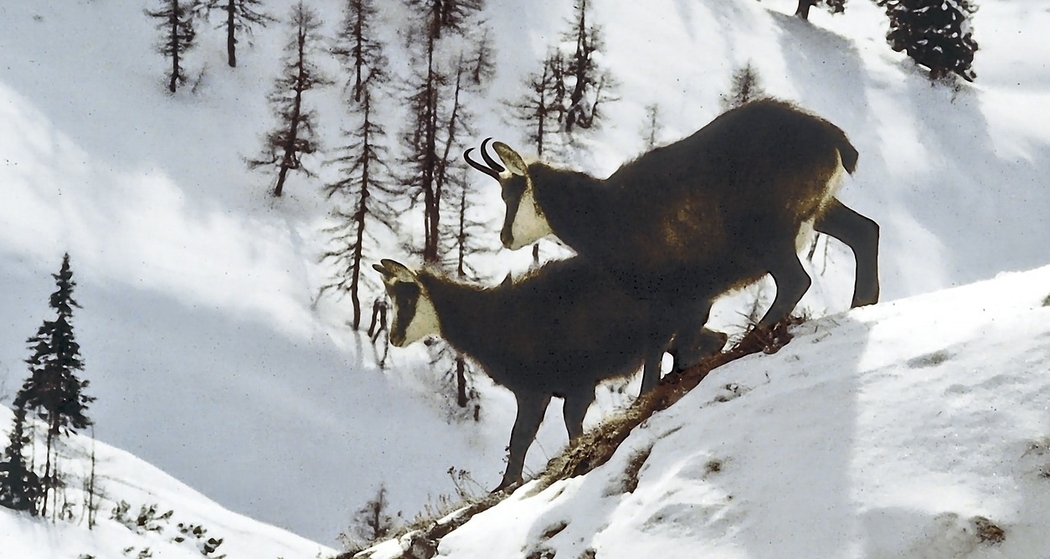 Wildtier und Fotogeschichten aus dem Avers (gdl_917275981_image)