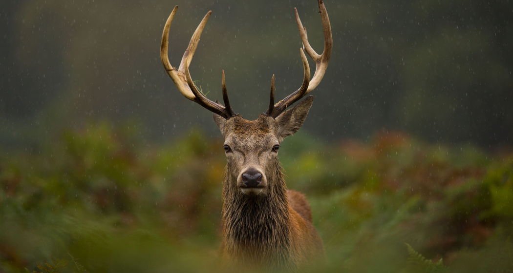 Bündner Wild & Wine (gdl_917587408_image)