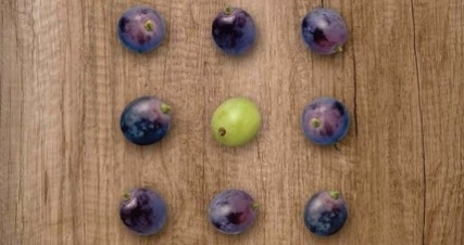 Alpenschwein & Wagyu Beef (gdl_917587410_image)