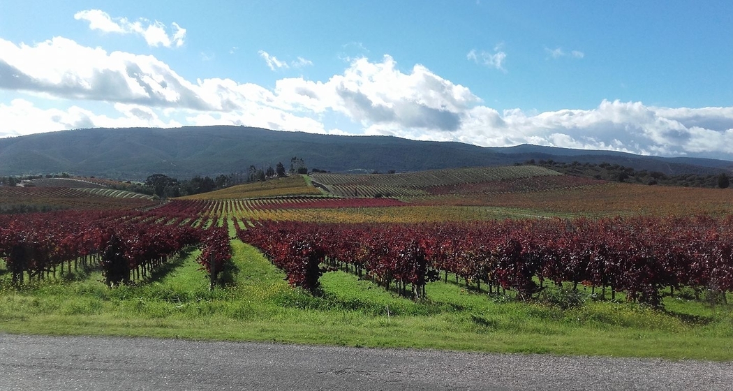Zambujeiro meets Nova | Wine & Dine (gdl_917692211_image)