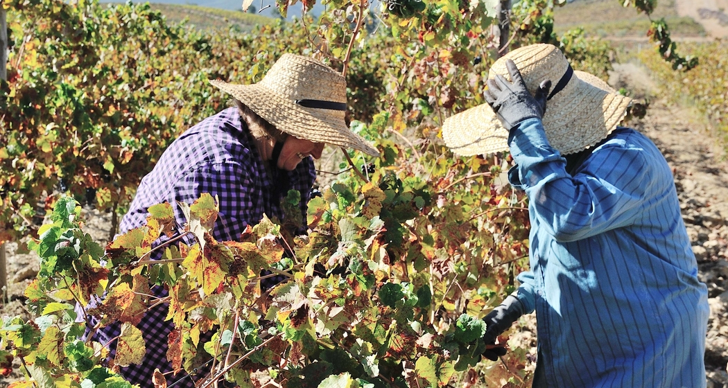 Zambujeiro meets Nova | Wine & Dine (gdl_917692212_image)