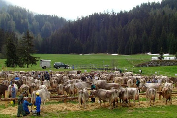 Davoser Bezirksviehschau (gdl_917754452_image)