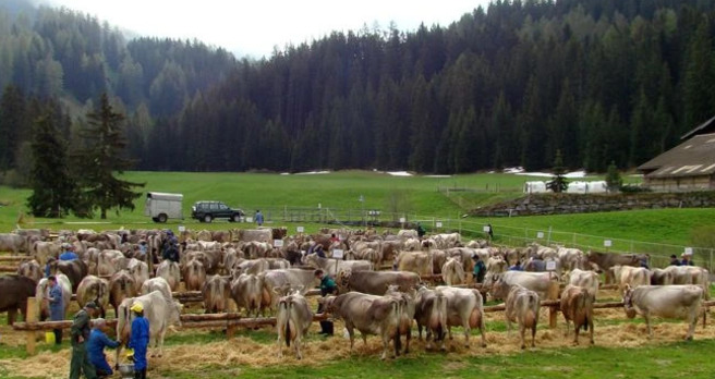 Davoser Bezirksviehschau (gdl_917754452_image)