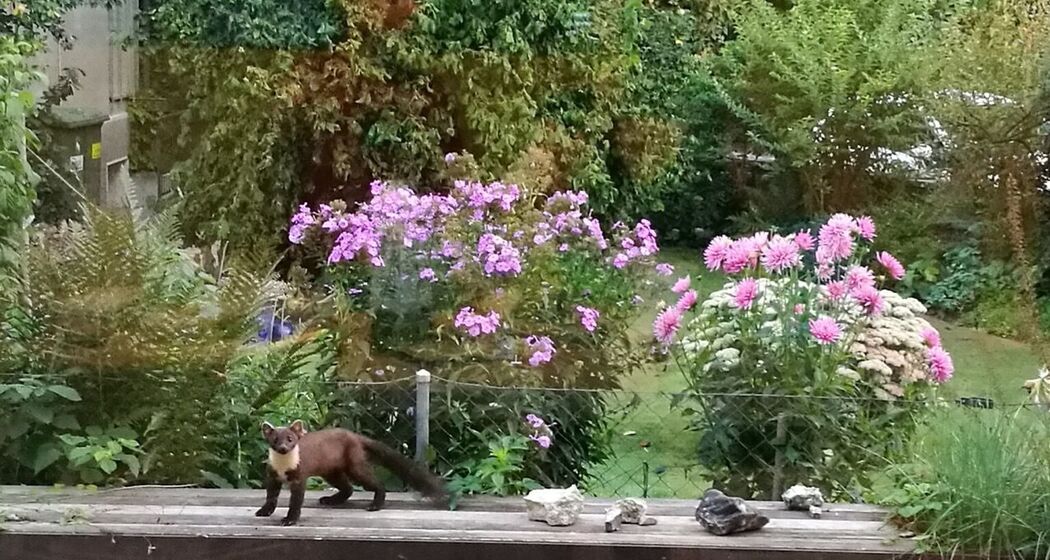 Wilde Nachbarn Engiadina Val Müstair (gdl_918170954_image)