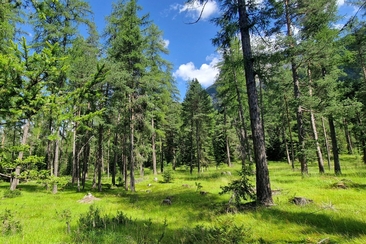 Shinrin Yoku / Waldbaden im Lärchenwald bei Scuol im Engadin (gdl_918676725_image)