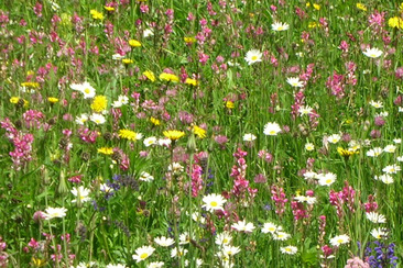 Flamenco (gdl_918712673_image)