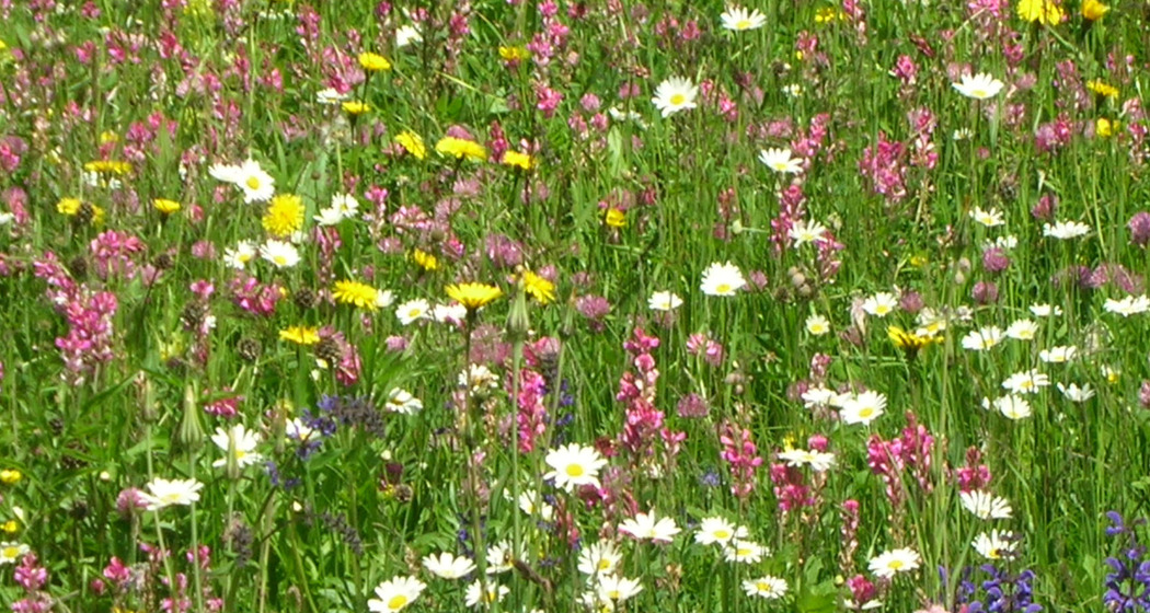 Flamenco (gdl_918712673_image)
