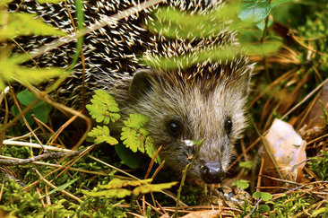 Conférence : Le hérisson, un voisin épineux (gdl_919191883_image)