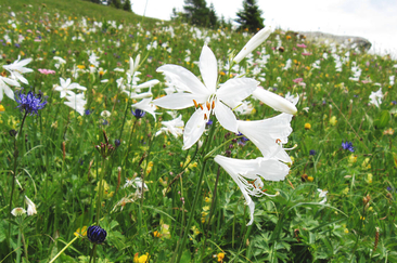 Exkursion "Blütenreiche Trockenwiesen" (gdl_919304258_image)