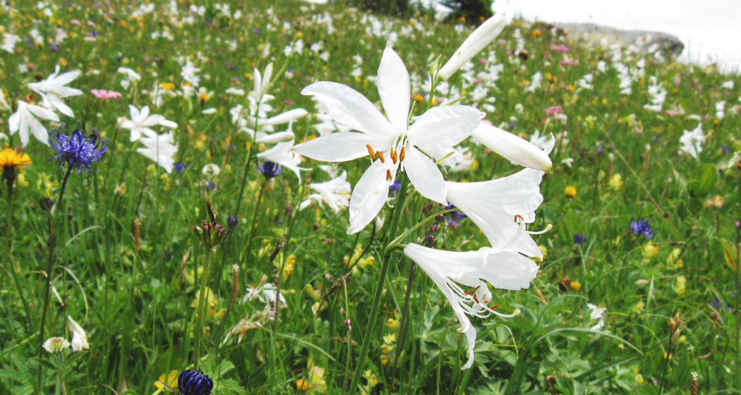 Exkursion "Blütenreiche Trockenwiesen" (gdl_919304258_image)