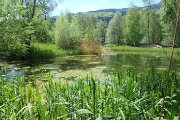 Natureinsatz: Neophyten bekämpfen im Schutzgebiet Munté (gdl_919314057_image)