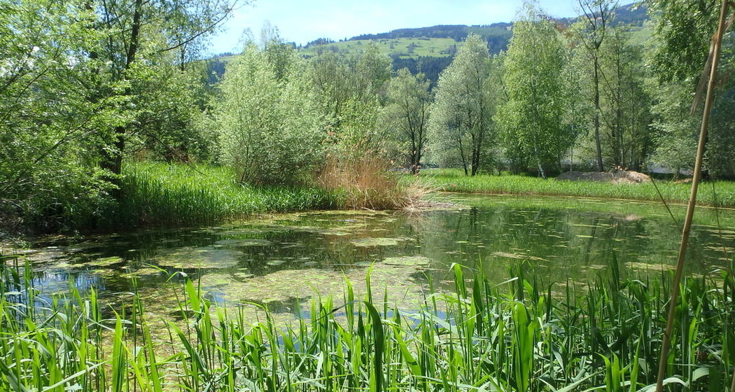 Natureinsatz: Neophyten bekämpfen im Schutzgebiet Munté (gdl_919314057_image)
