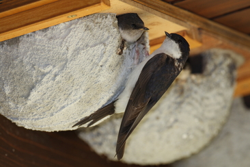 Gebäudebrüter-Exkursion Val Müstair (gdl_919327749_image)