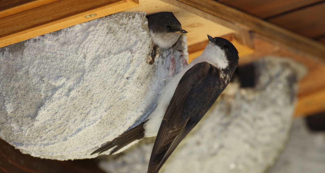 Gebäudebrüter-Exkursion Val Müstair (gdl_919327749_image)