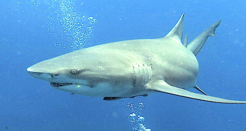 HAIE IM LAS CAGLIAS (gdl_919354454_image)