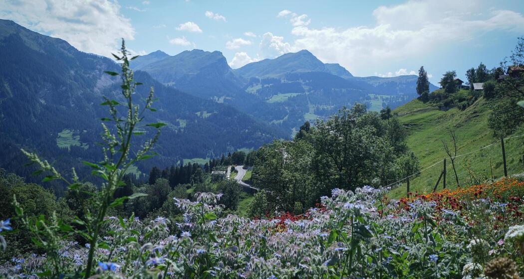 Biodiversität im Garten (gdl_919374359_image)