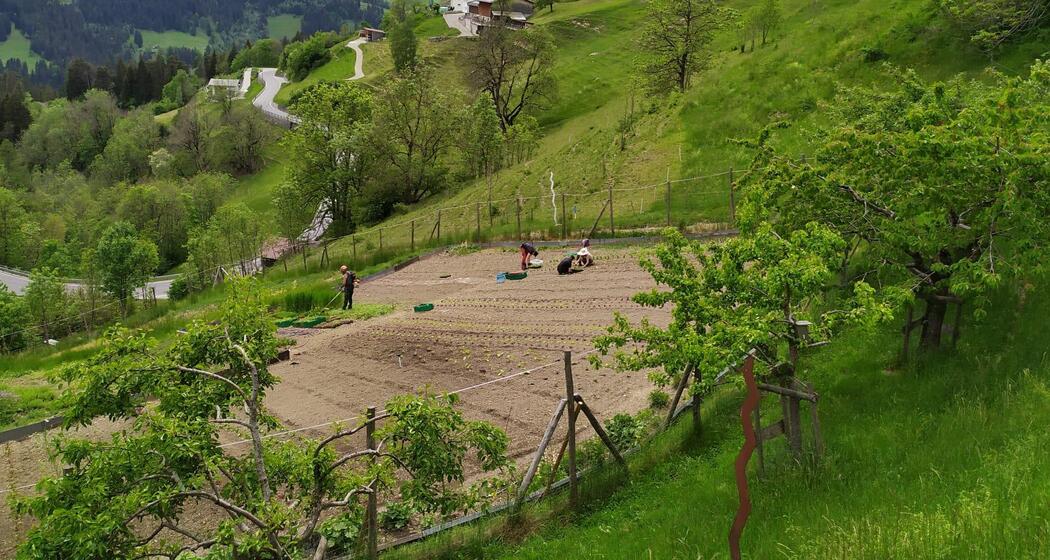 Klimaanpassungen im Garten (gdl_919374467_image)