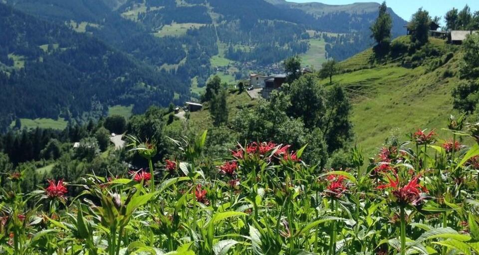 Bokhashi - gesunde Ernährung für Boden und Pflanzen (gdl_919374470_image)