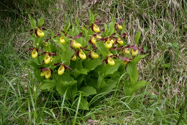 Orchideenwanderung Sagogn (gdl_919678643_image)