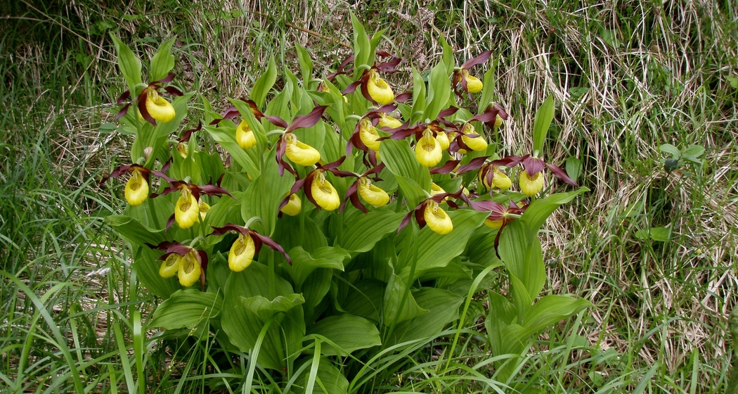 Orchideenwanderung Sagogn (gdl_919678643_image)