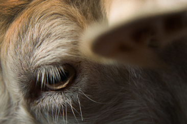 Wie wir uns ansehen (gdl_919949752_image)