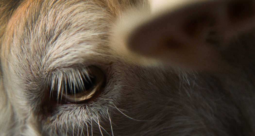 Wie wir uns ansehen (gdl_919949752_image)