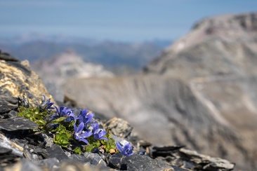 Vortrag "Graubündens Pflanzenwelt vor 100 Jahren und heute" (gdl_920158205_image)