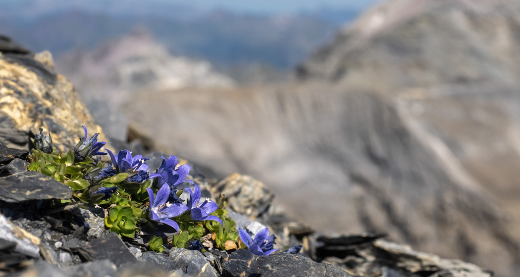 Vortrag "Graubündens Pflanzenwelt vor 100 Jahren und heute" (gdl_920158205_image)