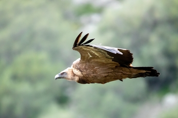 Exkursion "Rückkehr der Gänsegeier" (gdl_920167946_image)