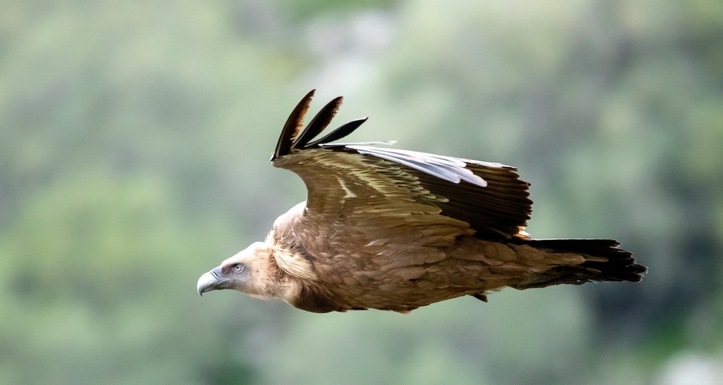 Exkursion "Rückkehr der Gänsegeier" (gdl_920167946_image)