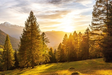 2-Tages-Einsatz in der schönen Val Lumnezia - Pflege mit uns eine Lärchenweide (gdl_920630697_image)