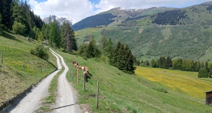 2-Tages-Einsatz in der schönen Val Lumnezia - Pflege mit uns eine Lärchenweide (gdl_920630698_image)