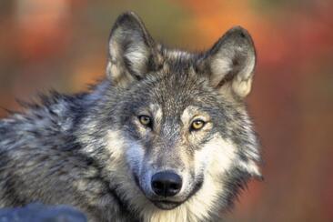 ArosaAkademie «Der Wolf und die Wächter» (gdl_920974790_image)