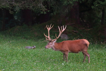 Tiere als Spiegel der Natur (gdl_921595809_image)