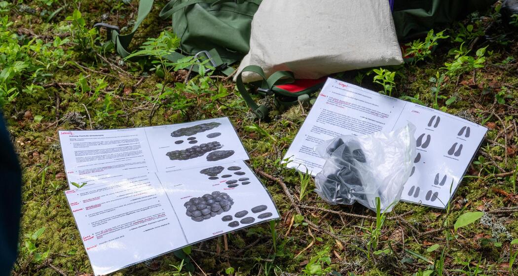 ArosaAkademie «Lebensraum Bergwald» (gdl_921813305_image)