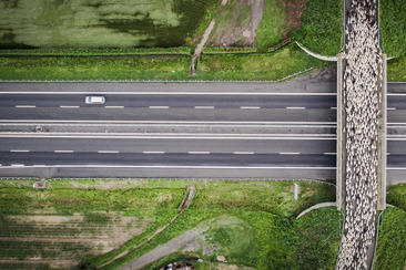 Lupi Nostri (gdl_921929166_image)