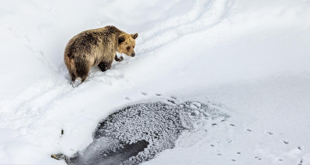 Bärenstarkte Osterüberraschung (gdl_922458877_image)