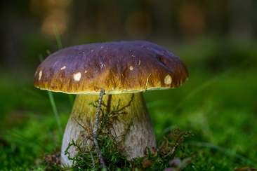 La scoperta dei funghi nell'era moderna. Da orrore velenoso a prelibatezza (gdl_922573809_image)