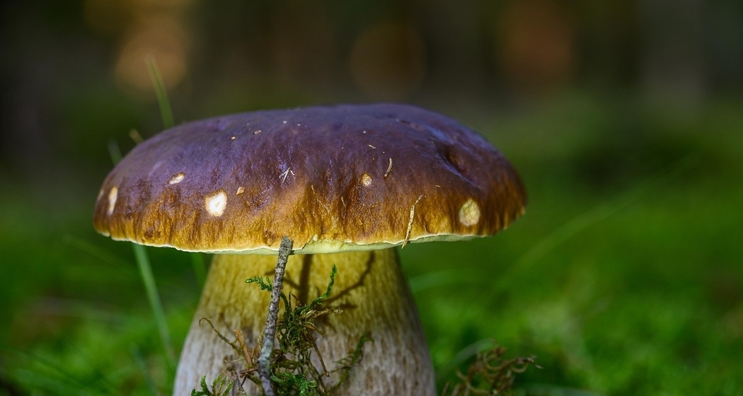 Die Entdeckung der Pilze in der Moderne. Vom Giftschreck zum Leckerbissen (gdl_922573809_image)