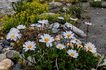 Wildkräuter Wanderung in Lumnezia (gdl_922772116_image)