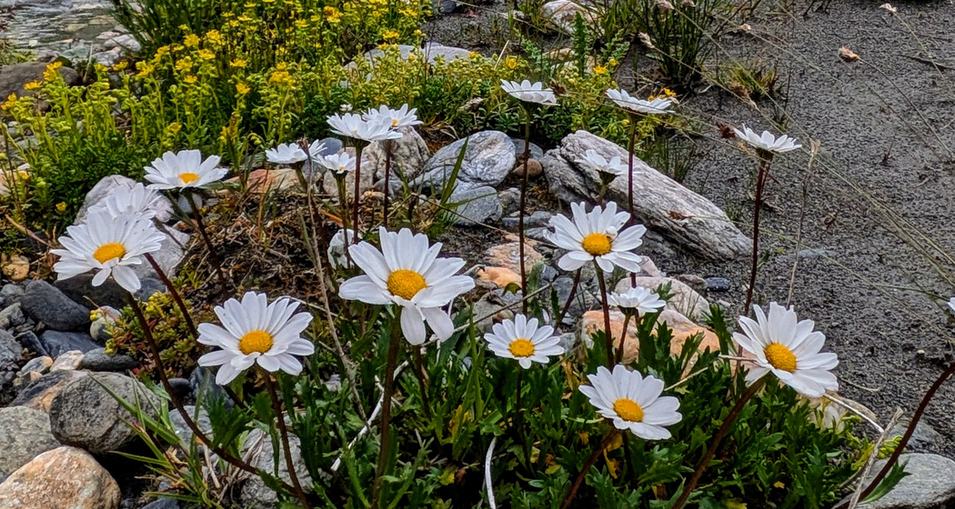 Wildkräuter Wanderung in Lumnezia (gdl_922772116_image)
