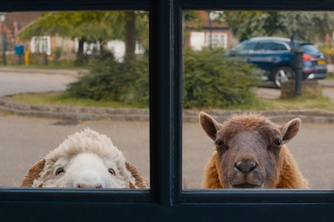 Glennkill (gdl_922961710_image)