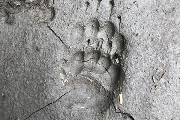 Auf Spurensuche (gdl_923051078_image)