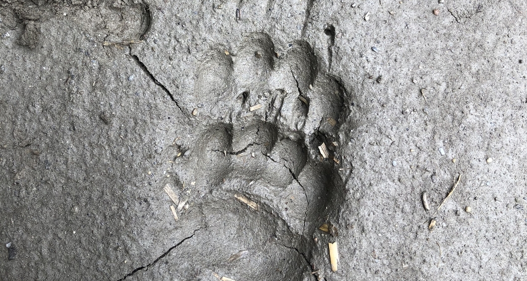 Auf Spurensuche (gdl_923051078_image)