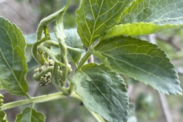 Meditationsabende im Kreis des Jahres (gdl_923548316_image)