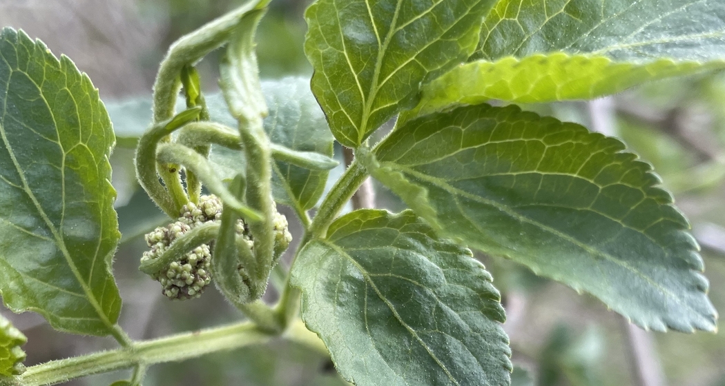 Meditationsabende im Kreis des Jahres (gdl_923548316_image)