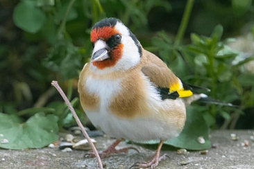 Vogelexkursion (gdl_923623846_image)