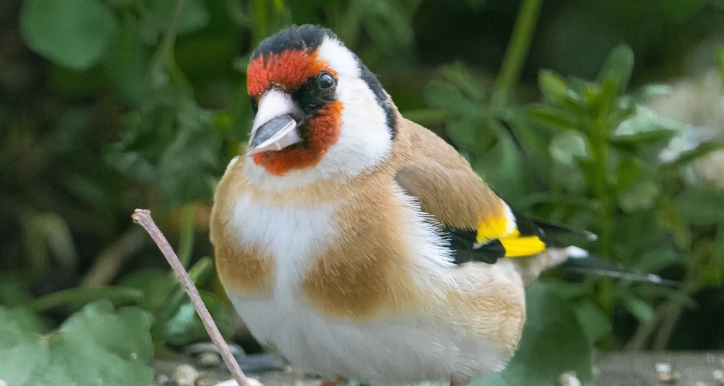 Vogelexkursion (gdl_923623846_image)